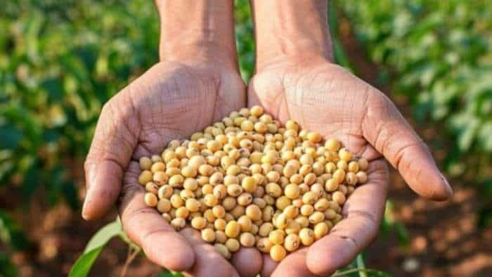 Soybean production nears 126 lakh tonnes due to weather sopa