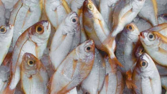 Bihar has become self-sufficient in fish production says bihar cm Nitish Kumar