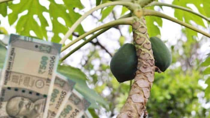 Success Story army soilder become farmer starts papaya farming earns rs 10 lakh profit know details