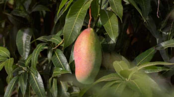 good news up mango farmers to get better value of mangoes check details