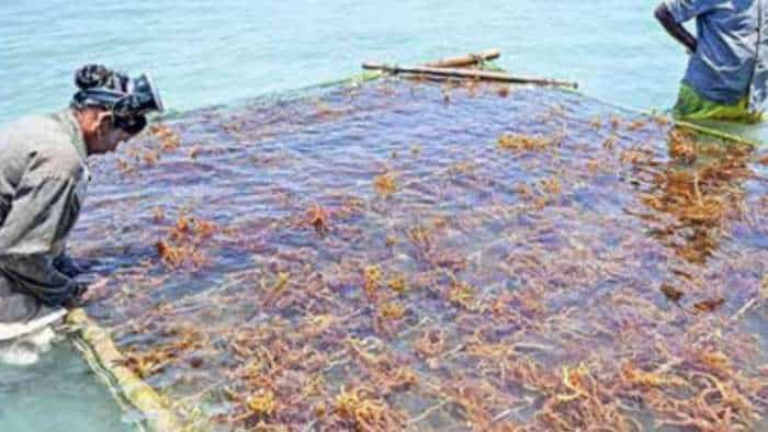 government takes Significant Step to Boost Seaweed Industry with New Import Guidelines