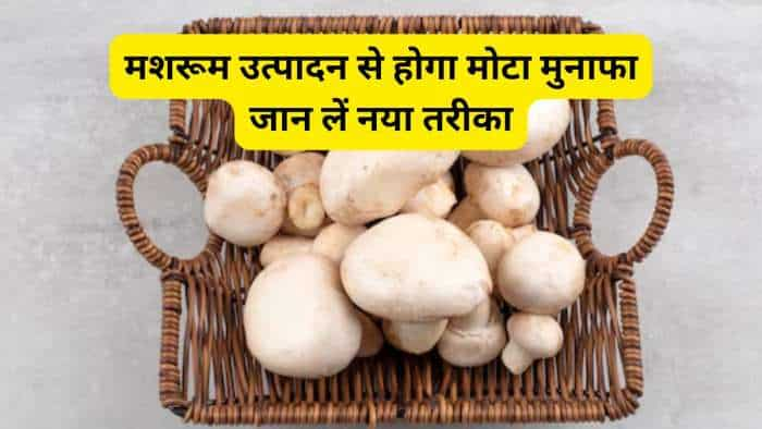 mushroom farming bihar womens producing mushrooms in plastic buckets know tips get subsidy