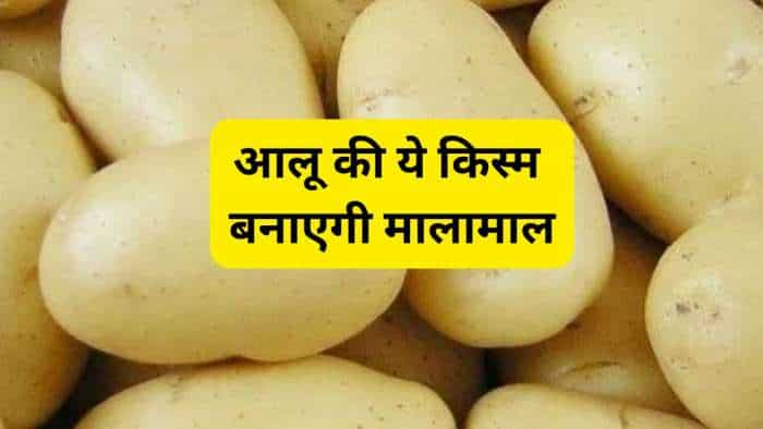 subsidy news farmers to earn in lakhs by Kufri Chipsona 1 Potato bihar govt giving 75 percent subsidy on seeds check details