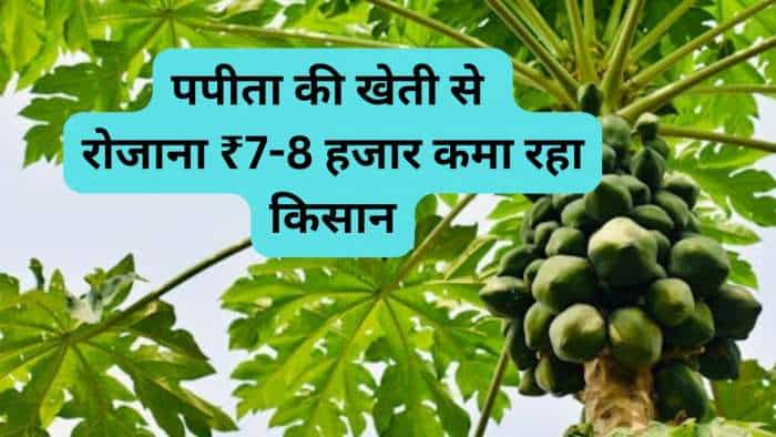 Success story farmer earns daily rs 7000-8000 from papaya farming know all details