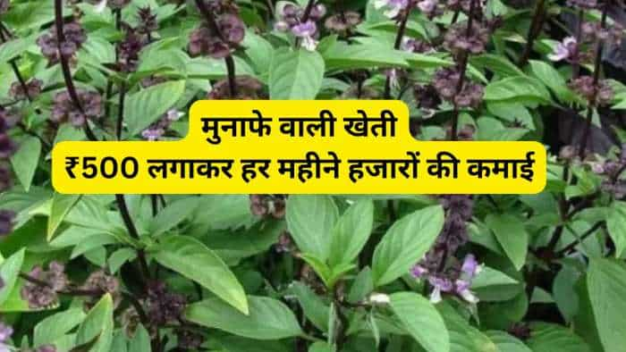 success story profitable business farmers earn thousand by investment of rs just 500 rupees tulsi ki kheti thai basil