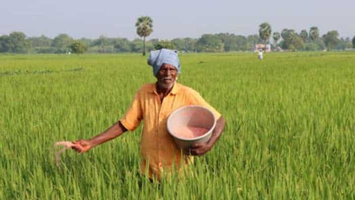 rabi season wheat sowing late in madhya pradesh farmers facing fertilizers shortage