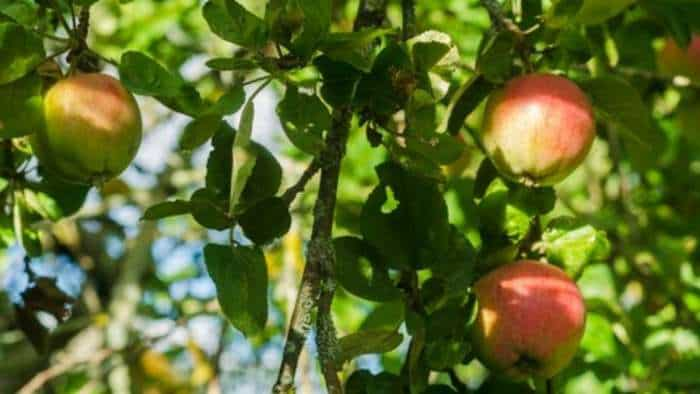 Production of Kinnauri dry fruits on decline as farmers opt for apple cultivation