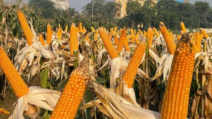 These varieties of maize to change farming farmers to get more than 100 quintals of yield in one hectare