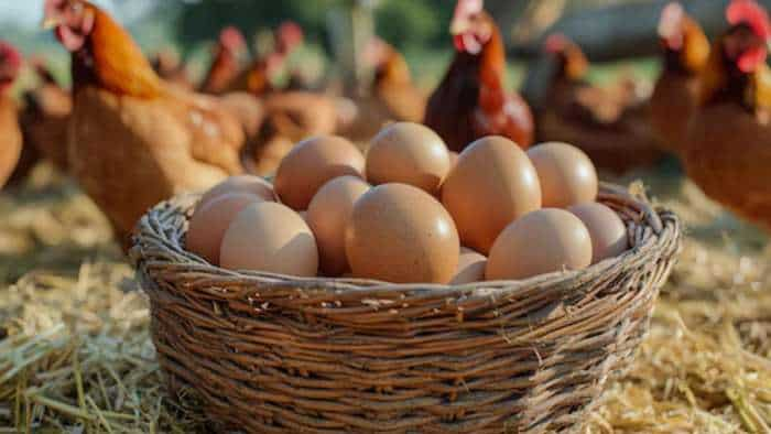  Poultry India Expo: पोल्ट्री इंडिया एक्सपो आज शुरू, 50 देश, 400 कंपनियां लेंगी हिस्सा 