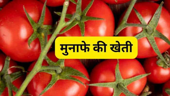 agri business idea farmers earns rs 12 lakh by investment of rs 2-5 lakh through Tomato Cultivation