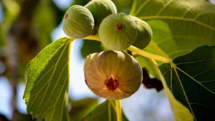 sarkari yojana bihar govt giving rs 50000 subsidy on fig farming anjeer ki kheti know how to apply