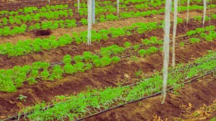 Success Story mp farmers start tomato and mirch cultivation on polyhouse earns rs 14 lakh net profit