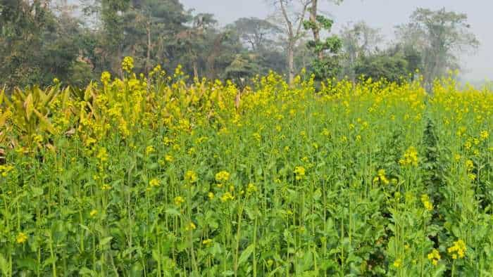 agri scientist issue advisory on mustard disease control know all details