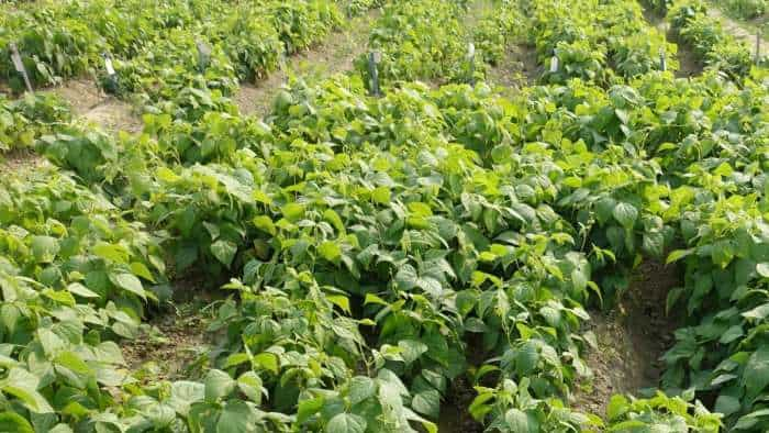 agri business idea bihar farmers earn over rs 80000 through rajma ki kheti