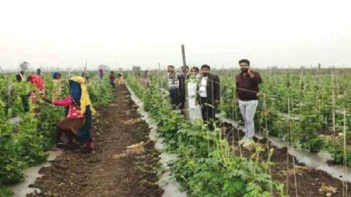 success story farmers start vegetable farming on agri department advice income rise four times agri business idea