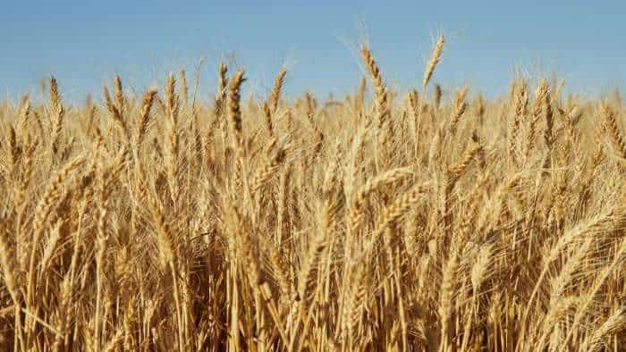 agri department issues advisory to farmer for weed management in wheat crop know all details