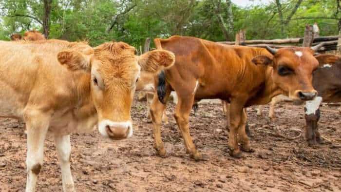 योगी सरकार का बड़ा फैसला, अब गोवंश की भरण-पोषण के लिए रोजाना मिलेंगे 50 रुपये yogi govt increases food allowance for stray cattle cows to rs 50 per day