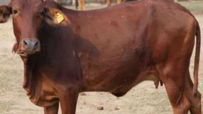गाय-भैंस पालकों के लिए खुशखबरी! दुधारू पशुओं के बीमा के लिए सरकार दे रही 75% सब्सिडी, जानें पूरी डीटेल sarkari yojana bihar government giving 75 percent subsidy on dairy animal insurance for just 525 rupees
