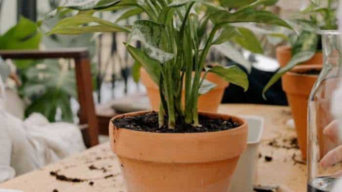 Rooftop Gardening: छत पर उगाएं फल-फूल और सब्जियां, सिर्फ ₹2244 में पौधों के साथ सरकार दे रही 30 गमले Rooftop Gardening grow fruits vegetables and flower on rooftop bihar government provides pots
