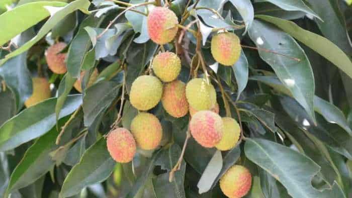 लीची की खेती से होगी बंपर कमाई, सरकार दे रही है ₹1 लाख की सब्सिडी, यहां करें आवेदन farmers to get rs 1 lakh subsidy on litchi farming in bihar