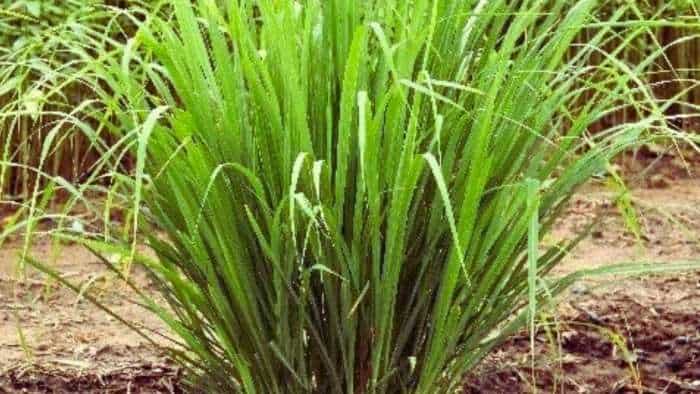  बंजर जमीन उगल रहा सोना! इस फसल की खेती से लाखों कमा रहे ये दो भाई 