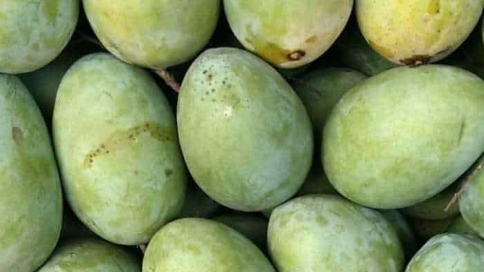  बिहार के 12 लाजवाब आम, हैं बड़े ही खास! यहां जानें नाम और खासियत 