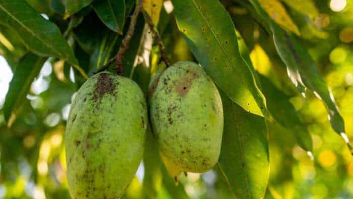 mango Centre to procure 2-5 lakh tonnes of mango from Karnataka at Rs 1616 per quintal mango farmers