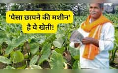  'नोट छापने की मशीन' है ये खेती! सिर्फ 5-6 महीनों में पीट देंगे पैसा, बाजार में है भारी डिमांड 