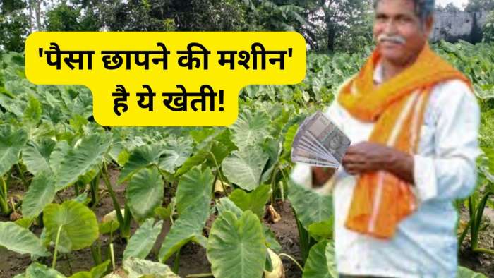 'नोट छापने की मशीन' है ये खेती! सिर्फ 5-6 महीनों में पीट देंगे पैसा, बाजार में है भारी डिमांड 'नोट छापने की मशीन' है ये खेती! सिर्फ 5-6 महीनों में पीट देंगे पैसा, बाजार में है भारी डिमांड