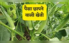  ये खेती नहीं 'पैसों की मशीन' है, बरसात में उगा ली फसल तो किसान को मिलेगा बंपर मुनाफा! सब पूछ पूछेंगे सीक्रेट? 