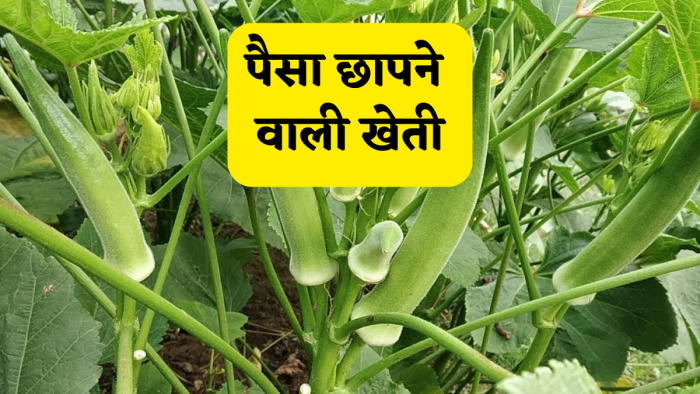 ये खेती नहीं 'पैसों की मशीन' है, बरसात में उगा ली फसल तो किसान को मिलेगा बंपर मुनाफा! सब पूछ पूछेंगे सीक्रेट? ये खेती नहीं 'पैसों की मशीन' है, बरसात में उगा ली फसल तो किसान को मिलेगा बंपर मुनाफा! सब पूछ पूछेंगे सीक्रेट?