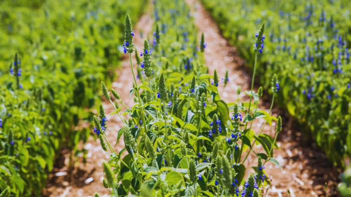 ये खेती 'नोट छापने की मशीन' है, एक बार उगा ली तो मुनाफे की होगी बारिश! जानें एक एकड़ की कमाई का कैलकुलेशन ये खेती 'नोट छापने की मशीन' है, एक बार उगा ली तो मुनाफे की होगी बारिश! जानें एक एकड़ की कमाई का कैलकुलेशन