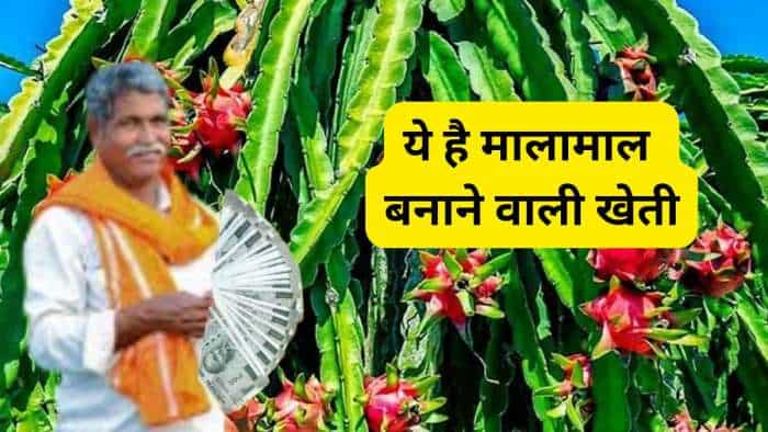  ये है नोट छापने वाली खेती! एक बार लगाओ, 20 साल तक घर बैठे कमाओ, सरकार भी देगी ₹2.70 लाख 