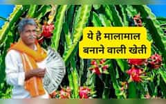  ये है नोट छापने वाली खेती! एक बार लगाओ, 20 साल तक घर बैठे कमाओ, सरकार भी देगी ₹2.70 लाख 