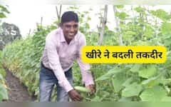  Success Story: खेती में इनोवेशन से बदली तकदीर! खीरे की बंपर पैदावार से हुई ₹2.50 लाख की कमाई 