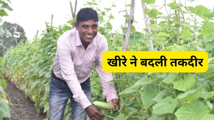 Success Story: खेती में इनोवेशन से बदली तकदीर! खीरे की बंपर पैदावार से हुई ₹2.50 लाख की कमाई Success Story: खेती में इनोवेशन से बदली तकदीर! खीरे की बंपर पैदावार से हुई ₹2.50 लाख की कमाई