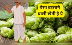  ये खेती नहीं सच में 'नोट छापने की मशीन' है, एक बार उगाया तो नोट गिनते-गिनते जाएंगे थक,देश के आधे किसान इस खेती से हैं अनजान 