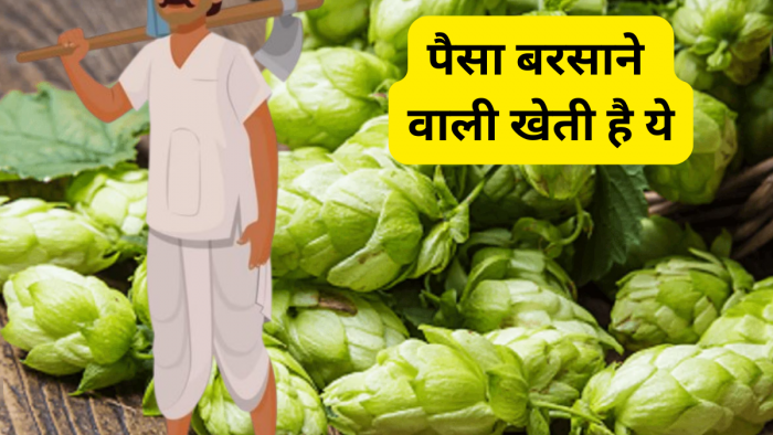 ये खेती नहीं सच में 'नोट छापने की मशीन' है, एक बार उगाया तो नोट गिनते-गिनते जाएंगे थक,देश के आधे किसान इस खेती से हैं अनजान ये खेती नहीं सच में 'नोट छापने की मशीन' है, एक बार उगाया तो नोट गिनते-गिनते जाएंगे थक,देश के आधे किसान इस खेती से हैं अनजान