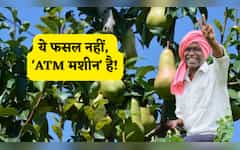  ये फसल नहीं, 'ATM मशीन' है! ₹5 में लगाओ पौधा, फिर हर साल देगा फल! खूब होगी नोटों की बारिश 