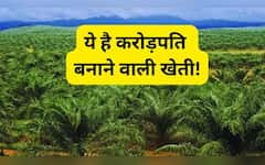  ये है करोड़पति बनाने वाली खेती! एक बार लगाएं 30 साल तक कमाएं, सरकार भी देगी लाखों 