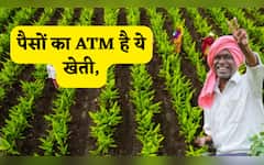  पैसों का ATM है ये खेती, मुनाफा इतना मिलेगा कि पैसे गिनते-गिनते थक जाएंगे किसान, क्या आप जानते हैं इसको? 