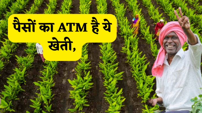 पैसों का ATM है ये खेती, मुनाफा इतना मिलेगा कि पैसे गिनते-गिनते थक जाएंगे किसान, क्या आप जानते हैं इसको? पैसों का ATM है ये खेती, मुनाफा इतना मिलेगा कि पैसे गिनते-गिनते थक जाएंगे किसान, क्या आप जानते हैं इसको?