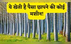 खेती है या कोई पैसा छापने मशीन! ये पेड़ 5 साल में बना देगा लखपति! समझिए मुनाफे का पूरा A to Z वाला कैलकुलेशन 