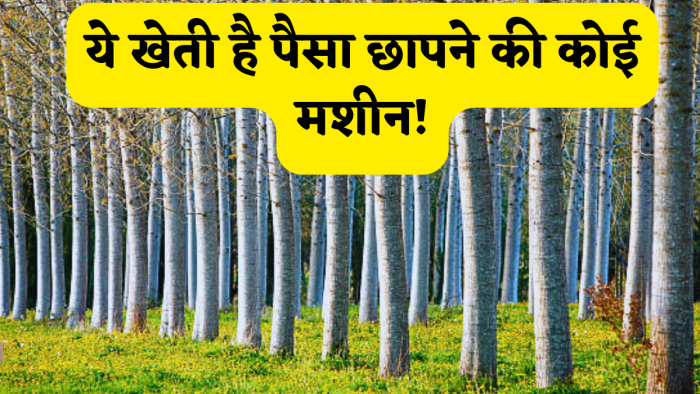 खेती है या कोई पैसा छापने मशीन! ये पेड़ 5 साल में बना देगा लखपति! समझिए मुनाफे का पूरा A to Z वाला कैलकुलेशन खेती है या कोई पैसा छापने मशीन! ये पेड़ 5 साल में बना देगा लखपति! समझिए मुनाफे का पूरा A to Z वाला कैलकुलेशन