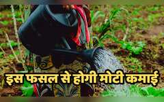  किसानों के लिए Gold से कम नहीं है ₹5 में बिकने वाली ये पीली चीज, ₹10 का आता है पौधा, होती है दमदार कमाई 