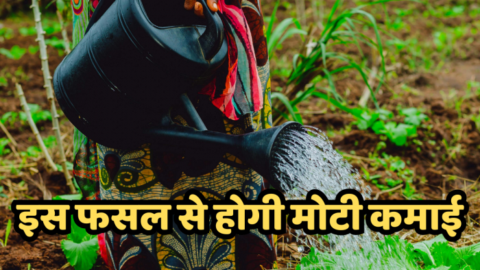 किसानों के लिए Gold से कम नहीं है ₹5 में बिकने वाली ये पीली चीज, ₹10 का आता है पौधा, होती है दमदार कमाई किसानों के लिए Gold से कम नहीं है ₹5 में बिकने वाली ये पीली चीज, ₹10 का आता है पौधा, होती है दमदार कमाई