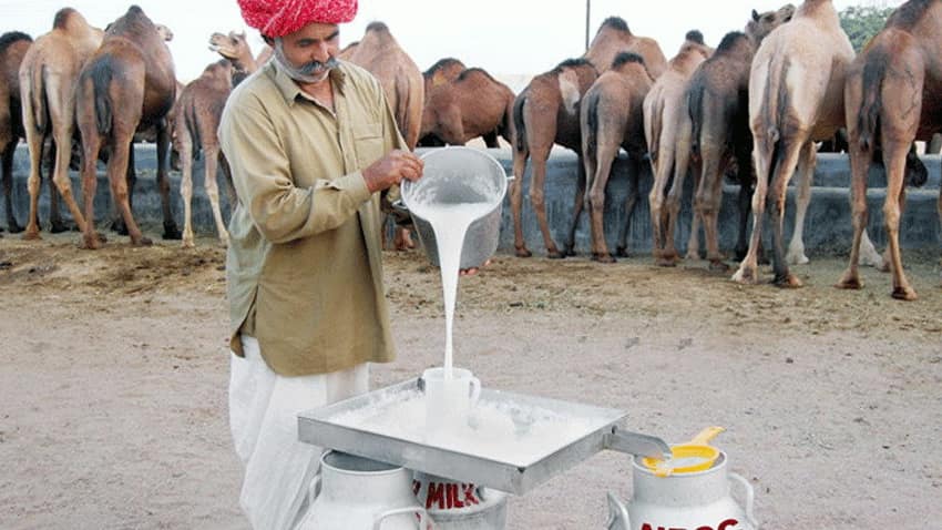 लाख दु:खों की एक दवा है ऊंटनी का दूध, पीएम मोदी भी हैं मुरीद