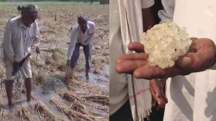 पंजाब : बारिश से धान की फसल को भारी नुकसान, मुआवजे के लिए सड़कों पर उतरे किसान