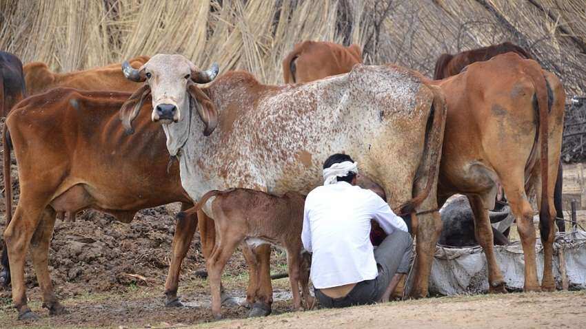 सोनपुर के पशु मेले में सिमट गया गाय का बाजार, जानिए क्यों छाई वीरानगी?