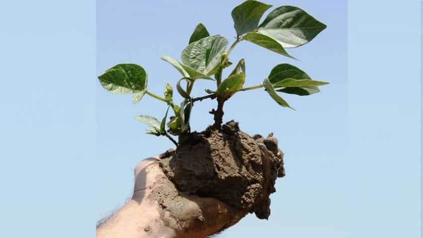World Soil Day : केमिकलों के बेहिसाब इस्तेमाल से दम तोड़ चुकी है दुनिया की 33 फीसदी जमीन